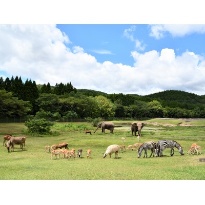 秋吉台サファリランド　入園年間フリーパス引換券(大人※中学生以上)