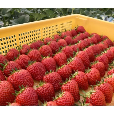 【先行予約/数量限定】Agri charmのいちご食べ比べセット (2品種以上×4パック)
