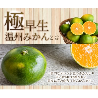 訳あり 極早生温州みかん 6.5kg+傷み保証分300g 2S～3Lサイズおまかせ【njb690B】