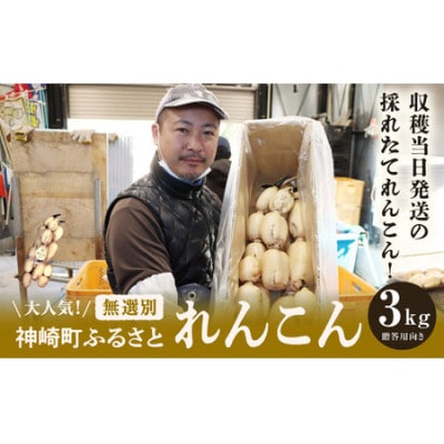 9月～翌3月発送　神崎町ふるさと れんこん　(3kg)