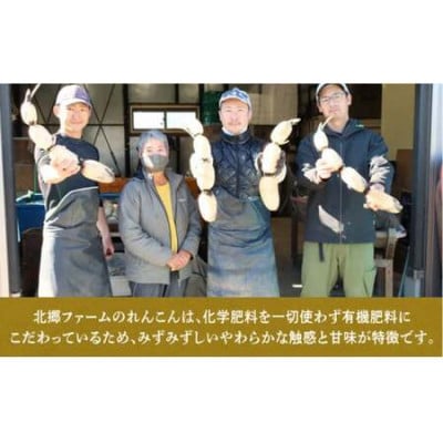 9月～翌3月発送　神崎町ふるさと れんこん　(3kg)