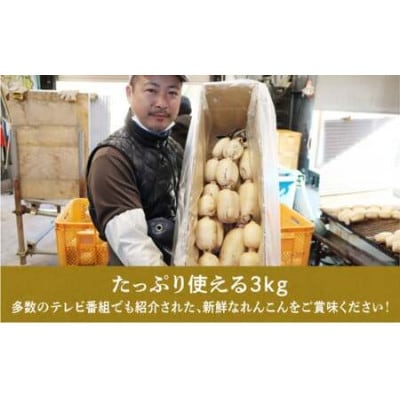 9月～翌3月発送　神崎町ふるさと れんこん　(3kg)