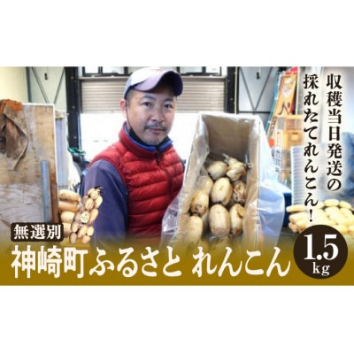 9月～翌3月発送　神崎町 れんこん 1.5kg 無選別
