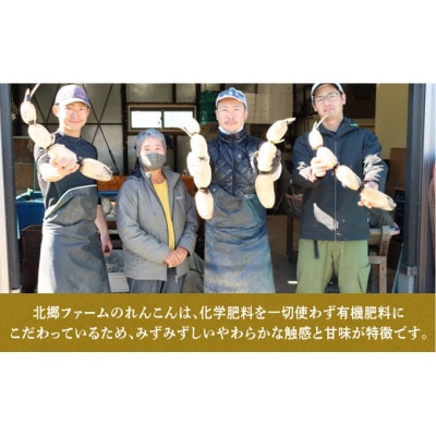 9月～翌3月発送　神崎町 れんこん 1.5kg 無選別