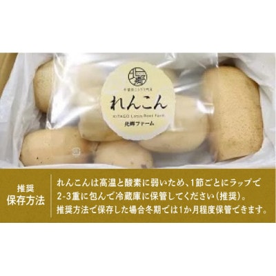 9月～翌3月発送　神崎町 れんこん 1.5kg 無選別