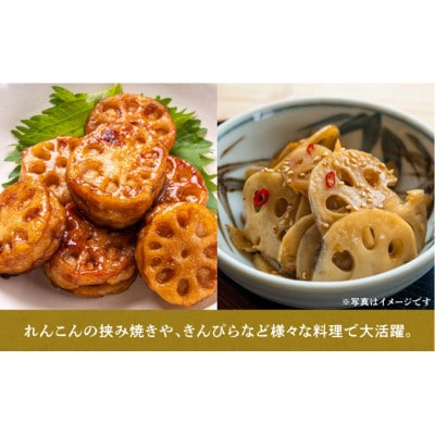 9月～翌3月発送　神崎町 れんこん 1.5kg 無選別