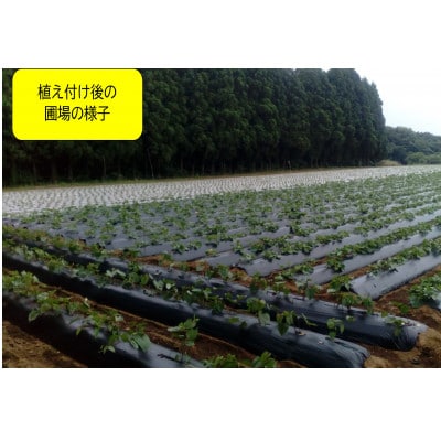 【先行予約・1月中旬以降出荷】神崎町産べにはるか 洗い「さつまいも」M～Sサイズ混合 5kg