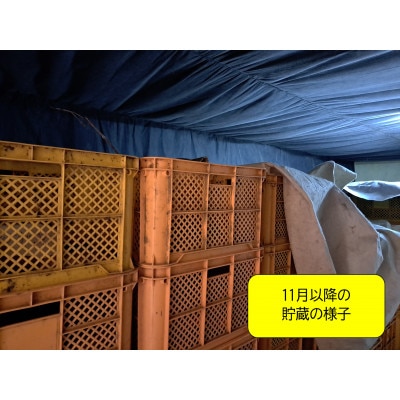 【先行予約・1月中旬以降出荷】神崎町産べにはるか 洗い「さつまいも」M～Sサイズ混合 3kg