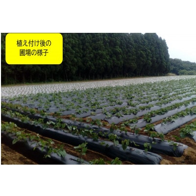 【先行予約・1月中旬以降出荷】神崎町産べにはるか 洗い「さつまいも」M～Sサイズ混合 3kg