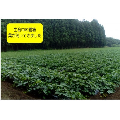 【先行予約・1月中旬以降出荷】神崎町産べにはるか 洗い「さつまいも」M～Sサイズ混合 3kg