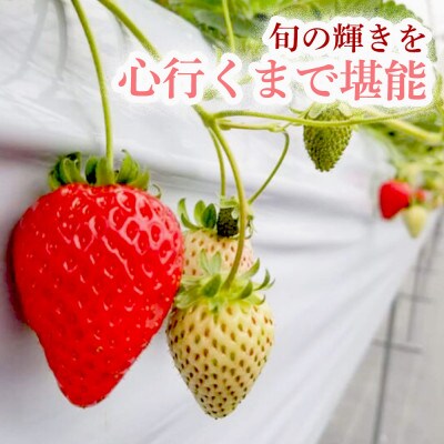 【まあと工房でしか味わえない】いちごの食べ比べ いちご狩り体験チケット ( 3名様分)  1枚
