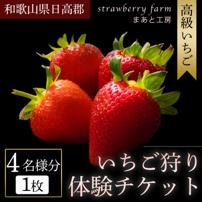 【まあと工房でしか味わえない】いちごの食べ比べ いちご狩り体験チケット ( 4名様分)  1枚