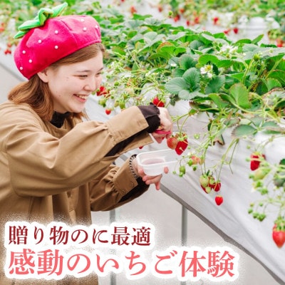 【まあと工房でしか味わえない】いちご狩り体験チケット ( 3名様分) +お土産いちご3パック付き
