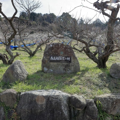 有機JAS認証　高田の梅「昔ながらのしそ梅干」JTNR-E40