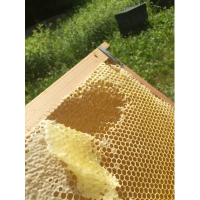 和歌山県産　百花はちみつ500g×2　