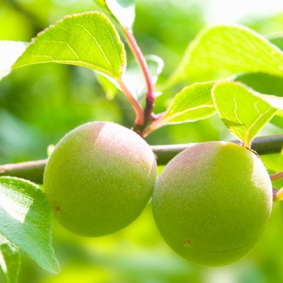 和歌山県産　紀州南高梅　梅エキスセット