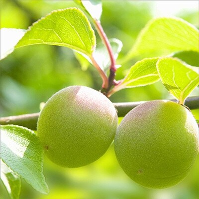 薬師味くらべセット(梅干し5 種セット)