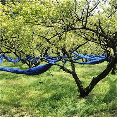 贈答用　木箱入　紀州薬師梅　しそ漬梅　450g