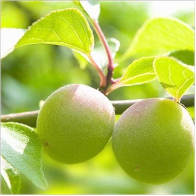 贈答用　木箱入 紀州薬師梅　『海』昆布と鰹の海の味　450g