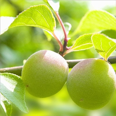 紀州薬師梅　木箱入り梅干し　『蜜』はちみつ味　450g