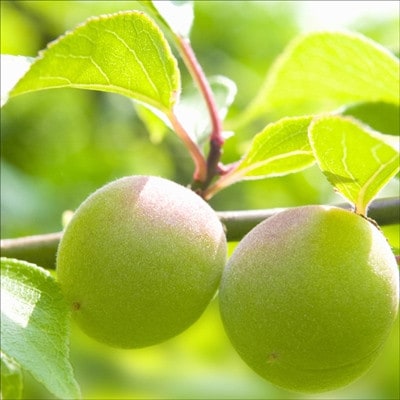 紀州薬師梅『海』昆布と鰹の海の味(塩分約8%)　1kg