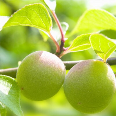 紀州南高梅　薬師梅『蜜』はちみつ味(塩分約8%)　800g