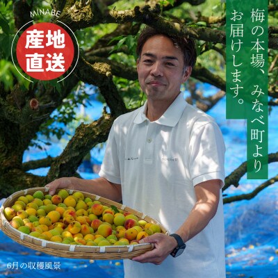 はちみつ梅　塩分約8%(紀州南高梅)330g×1パック