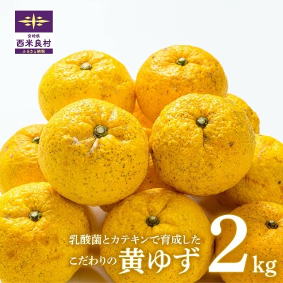 【ふるさと納税】乳酸菌とカテキンで育成したこだわりの黄ゆず2kg※11月中旬より発送開始
