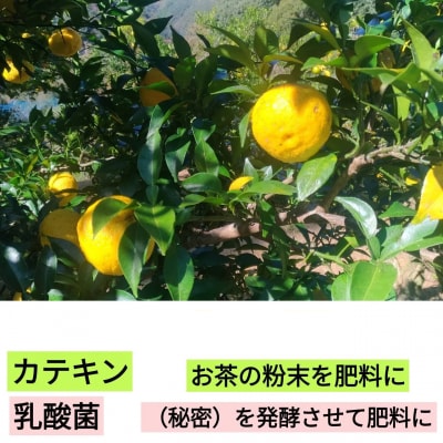 【ふるさと納税】乳酸菌とカテキンで育成したこだわりの黄ゆず2kg※11月中旬より発送開始