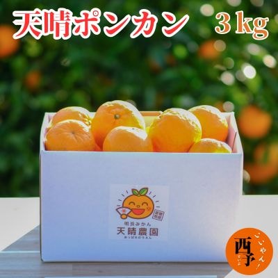 【先行予約】<愛媛県明浜産 天晴ポンカン(吉田ポンカン) 3kg>　ぽんかん　柑橘　西予市　フルーツ