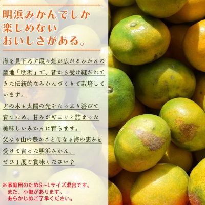 【先行予約】愛媛県明浜産　天晴みかん(極早生みかん)　5kg