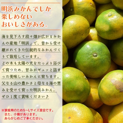【先行予約】愛媛県明浜産　天晴みかん(極早生みかん)　10kg