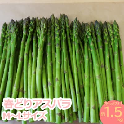 【2025年4月～5月発送分先行受付】春どりアスパラ(M～Lサイズ・1.5kg)_H050(R7)