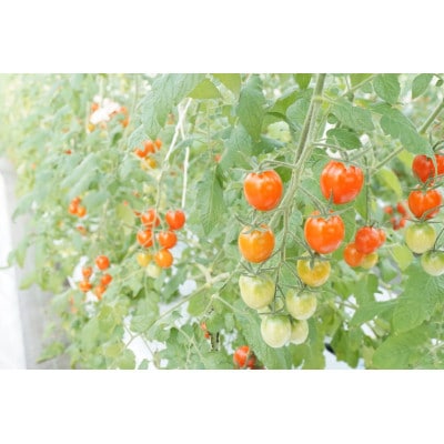 【栃木県鹿沼産】高糖度フルーツトマト「とまおとめ」アイコ 1kg