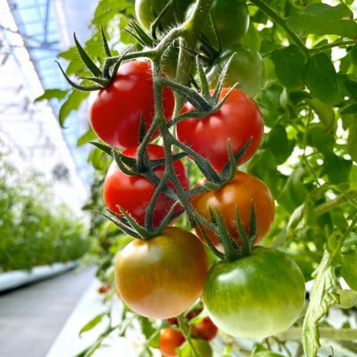 【栃木県鹿沼産】高糖度フルーツトマト「とまおとめ」フルティカ 1kg