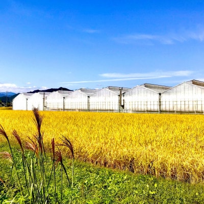 【栃木県鹿沼産】高糖度フルーツトマト「とまおとめ」フルティカ 1kg