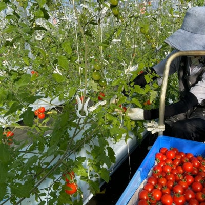 【栃木県鹿沼産】高糖度フルーツトマト「とまおとめ」アルル 1kg