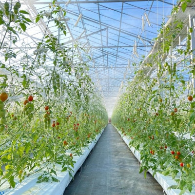 【栃木県鹿沼産】高糖度フルーツトマト「とまおとめ」アルル 1kg