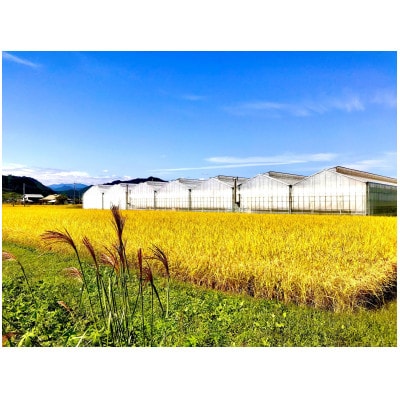 【栃木県鹿沼産】高糖度フルーツトマト「とまおとめ」アルル 1kg