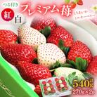 つる付き紅白プレミアムいちご270g×2パック(11月下旬～12月下旬発送)