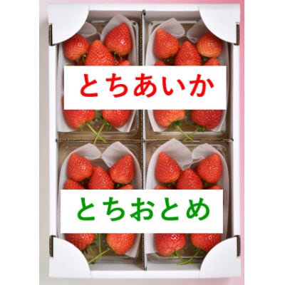 あいか・おとめ　食べくらべハーフ&ハーフ(12月下旬～1月上中旬発送)