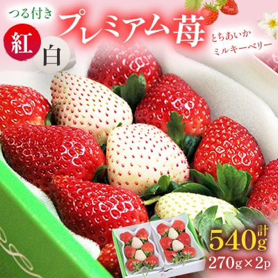 つる付き紅白プレミアムいちご270g×2パック(12月下旬～1月中旬発送)