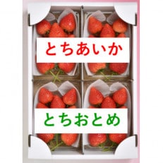 あいか・おとめ 食べくらべハーフ&amp;ハーフ(1月中旬～1月下旬発送)