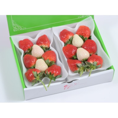 つる付き紅白プレミアムいちご270g×2パック(2月中旬～2月下旬発送)