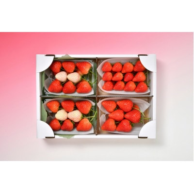 味くらべ紅白いちごセット合計4パック(2月中旬～2月下旬発送)