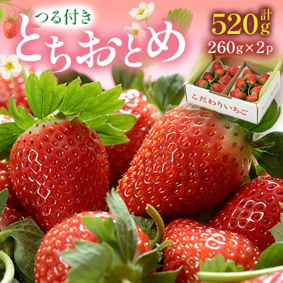 つる付きとちおとめ260g×2パック(3月～5月順次発送)