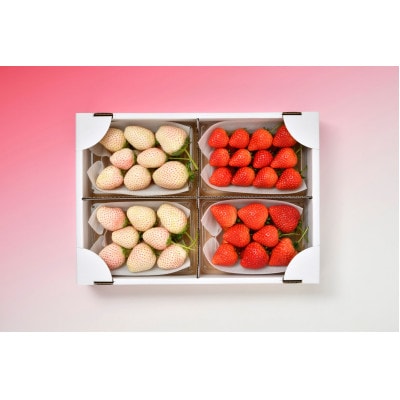 おめでた紅白いちご2種各260g×2パック(3月～5月順次発送)
