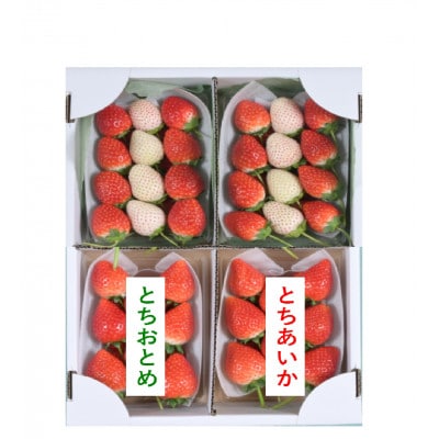 味くらべ紅白いちごセット合計4パック(3月～5月順次発送)