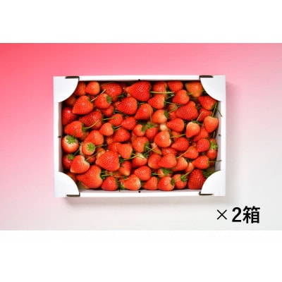 とちあいか不揃い2kg×2箱、計4kg(家庭用、ジャム・冷凍の加工用にも)