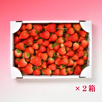 とちあいか不揃い2kg×2箱、計4kg(家庭用、ジャム・冷凍の加工用にも)